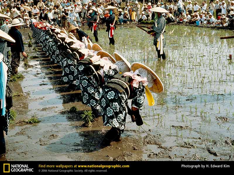 Photograph by H. Edward Kim, "Day of the Rice God," National Geographic Magazine, July 1978 Photograph by H. Edward Kim, "Day of the Rice God," National Geographic Magazine, July 1978